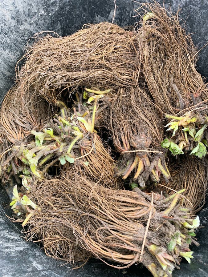 Bare root strawberry plants royalty free stock image