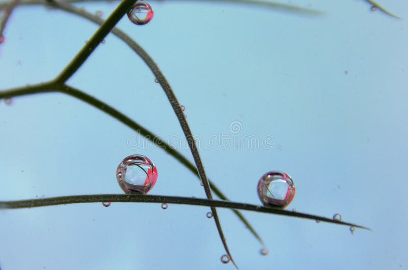 Bubbles on the plant stock photo. Image of little, plant 117070270