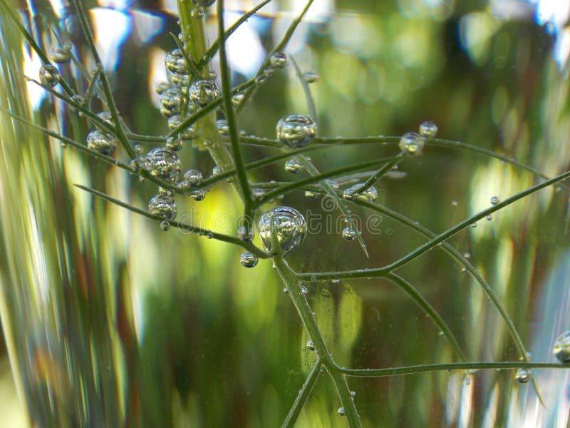 Bubbles on the plant stock image. Image of reflection 117072339