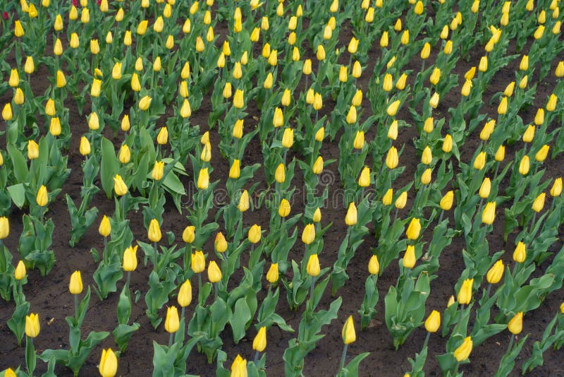 Lots of closed buds of yellow tulips in April royalty free stock images