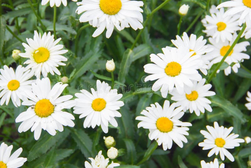 Lots of Daisies. Daisies, Daisies, Wildflowers. Many Daisies in the
