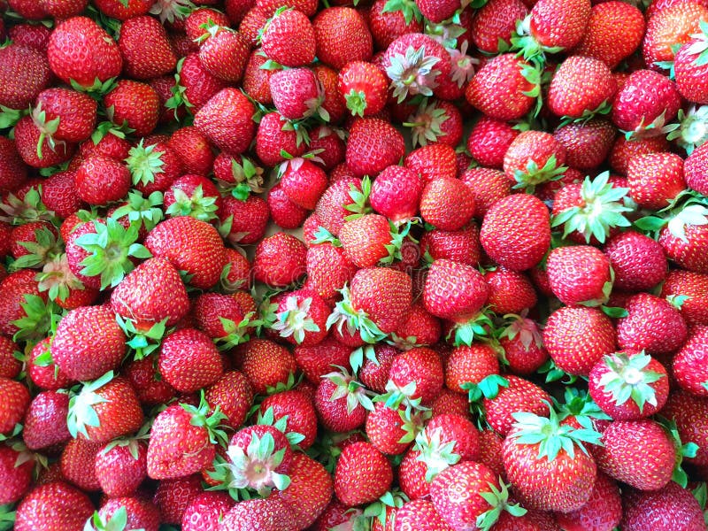 Lots of fresh strawberries stock photography Lots of fresh strawberries stock photography