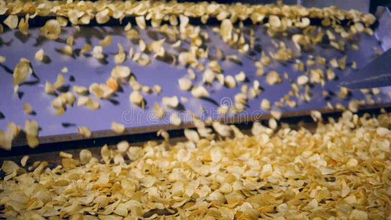 Lots of fried crisps fall from metal conveyor at a food production factory, slow motion.