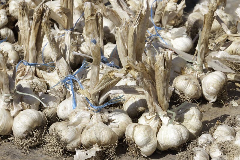 Lots of garlic in grocery store royalty free stock images Lots of garlic in grocery store royalty free stock images