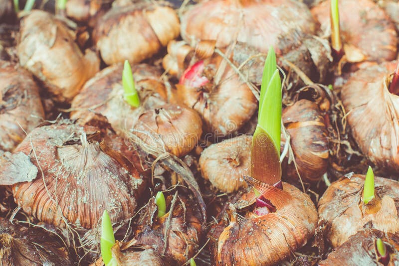 Sprouting bulbs gladiolus stock photo. Image of bulbs 36206248