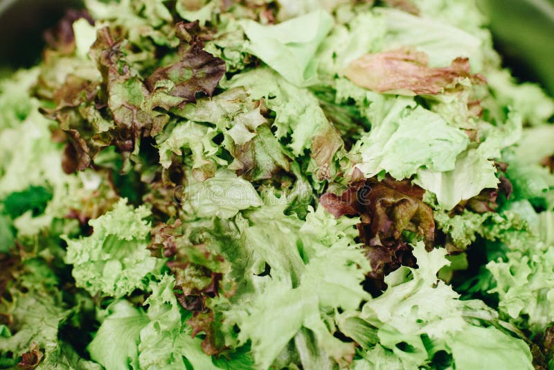 Lots of Green Vegetables, Such As Lettuce and Endive, Washed and Torn