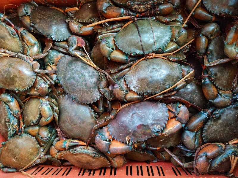 Lots of Mud Crab in Plastic Basket for Export Stock Photo - Image of