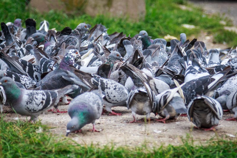 Lots of pigeons stock photo. Image of bread, wildlife - 36562738