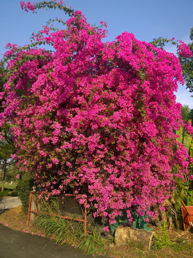 Bougainvillea Flowers in Thailand Stock Photo - Image of bright, color ...