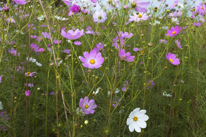Lots of pink cosmos flowers stock photography Lots of pink cosmos flowers stock photography