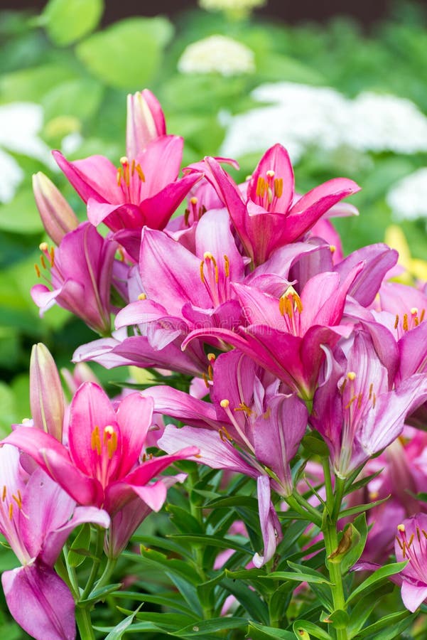 Lots of Pink Lilies on Background of White Hydrangeas in Garden Stock ...