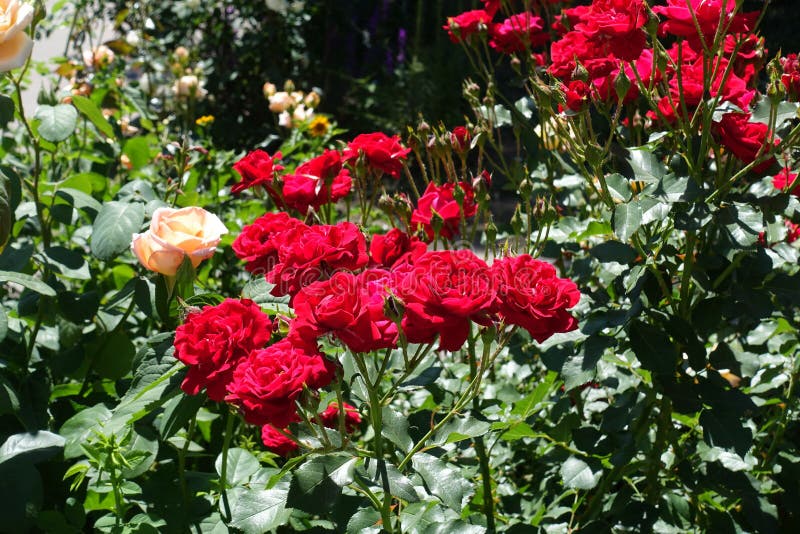 Lots of Red Flowers of Rose in the Garden Stock Image - Image of ...