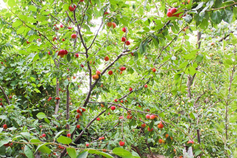 Lots of red plums stock photo Lots of red plums stock photo
