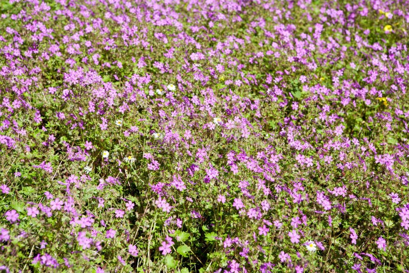 Lots of small purple flowers on a meadow for backgrounds royalty free stock images Lots of small purple flowers on a meadow for backgrounds royalty free stock images