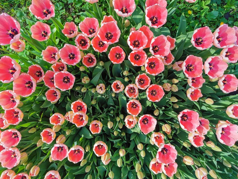 Lots of soft pink tulips on the outside and dark pink ones on the inside with a black center on the flower bed top view. The