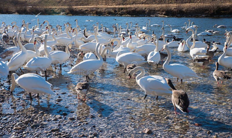 Molto da Cigni un ferri da stiro sul Riva del fiume un fiume monaci, soleggiato.