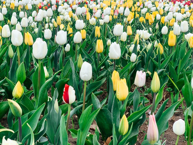 Lots of Spring Tulips of Different Colors Beautiful Flowers Stock Image