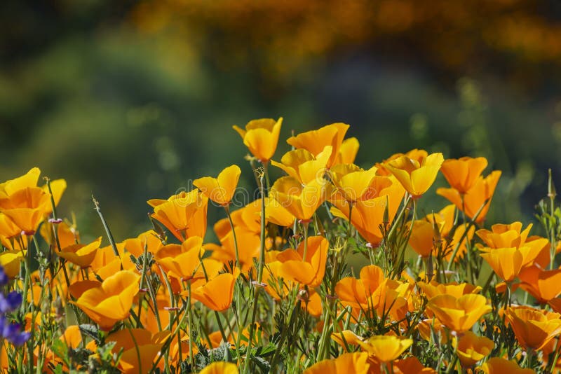 Lots of wild flower blossom at Diamond Valley Lake stock photo Lots of wild flower blossom at Diamond Valley Lake stock photo