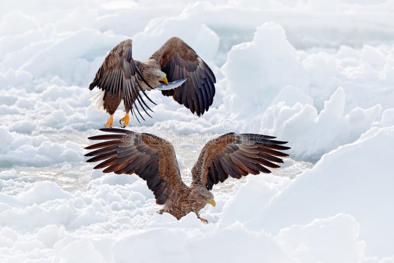 Lotta di Eagle con il pesce Scena di inverno con la rapace due Grandi aquile, mare della neve Aquila dalla coda bianca di volo, a fotografia stock Lotta di Eagle con il pesce Scena di inverno con la rapace due Grandi aquile, mare della neve Aquila dalla coda bianca di volo, a fotografia stock