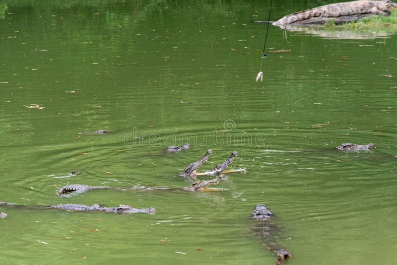 Lotta per il siamensis del alimento-coccodrillo-Crocodylus immagine stock libera da diritti Lotta per il siamensis del alimento-coccodrillo-Crocodylus immagine stock libera da diritti
