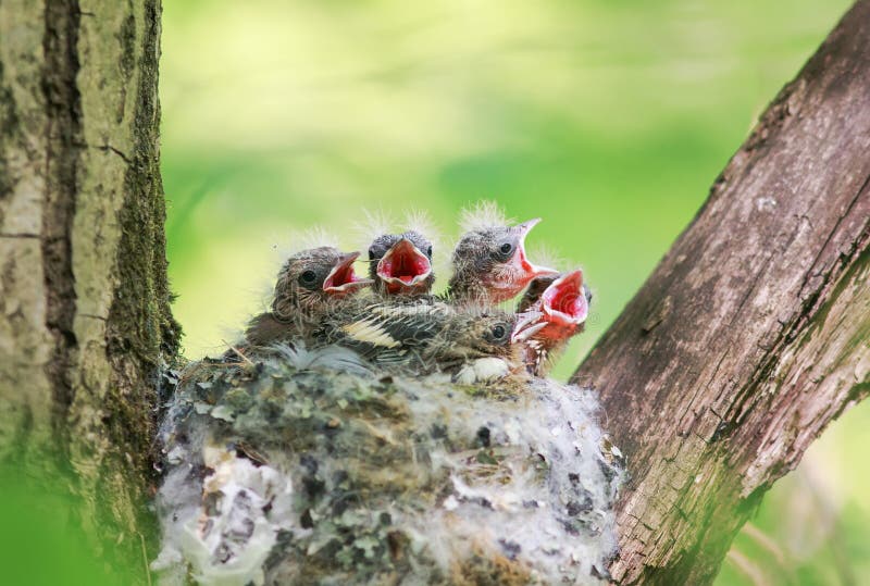 Lotti dei pulcini affamati dal nido i loro becchi affamati aperti