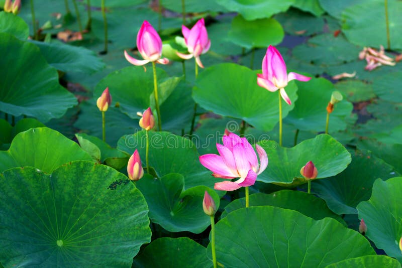 Lotus