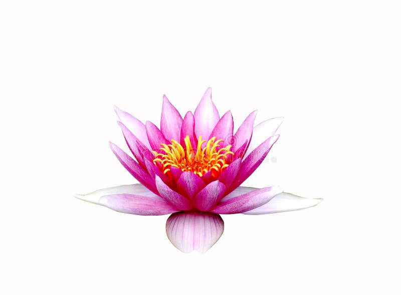 Lotus pink isolated on white background