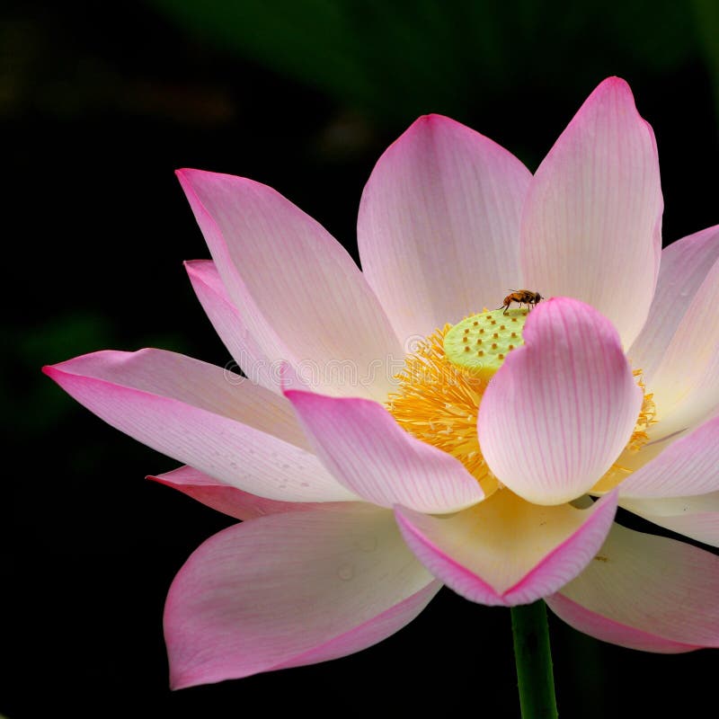 Single lotus on the pond with close-up