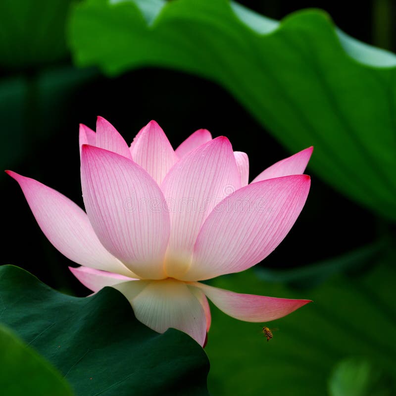 Single lotus on the pond with close-up.A bee is flying the lotus