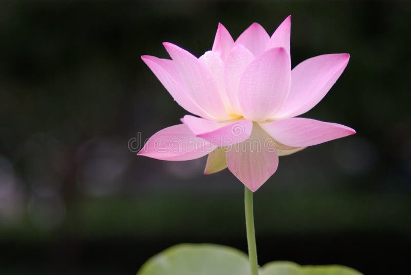 Lotus