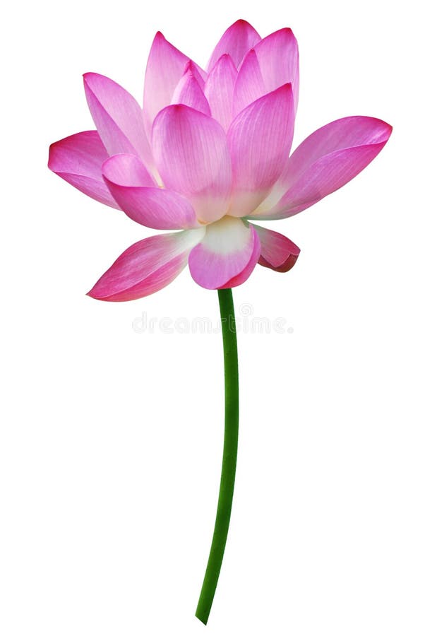 Bamboo and lotus flower stock image. Image of plant, green 15810513