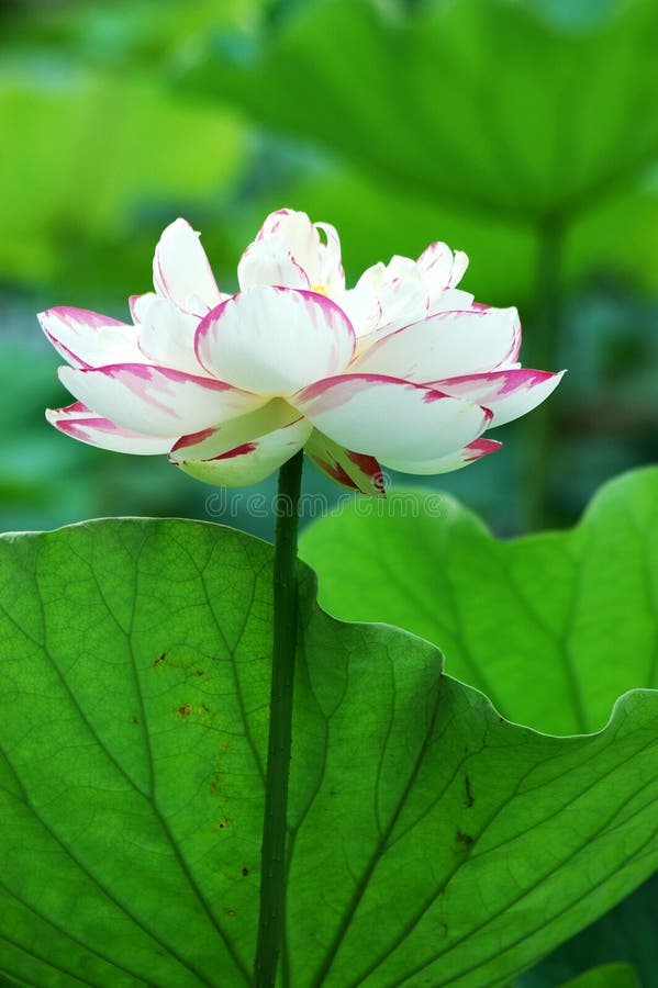 Lotus stock photography