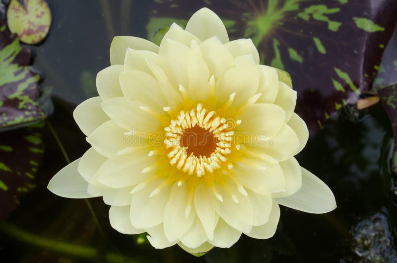 Lotus στοκ εικόνες με δικαίωμα ελεύθερης χρήσης