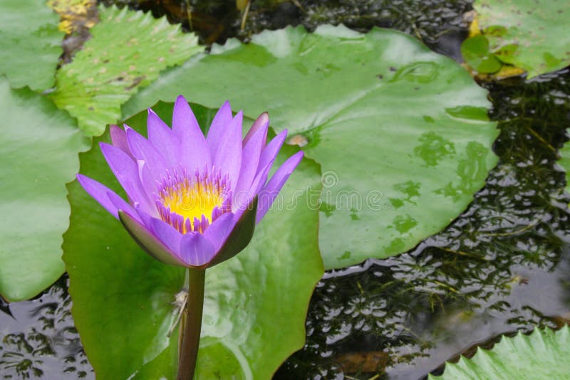 Lotus stock photo. Image of plant, gardening, leaves, park 3345780