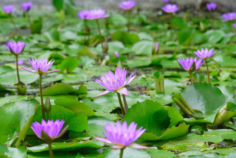 Lotus stock photo. Image of plant, gardening, leaves, park 3345780