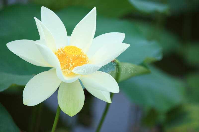 Lotus στοκ φωτογραφίες με δικαίωμα ελεύθερης χρήσης