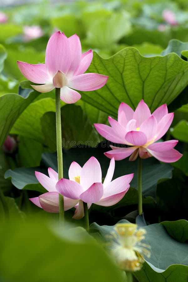 Lotus photographie stock libre de droits Lotus photographie stock libre de droits