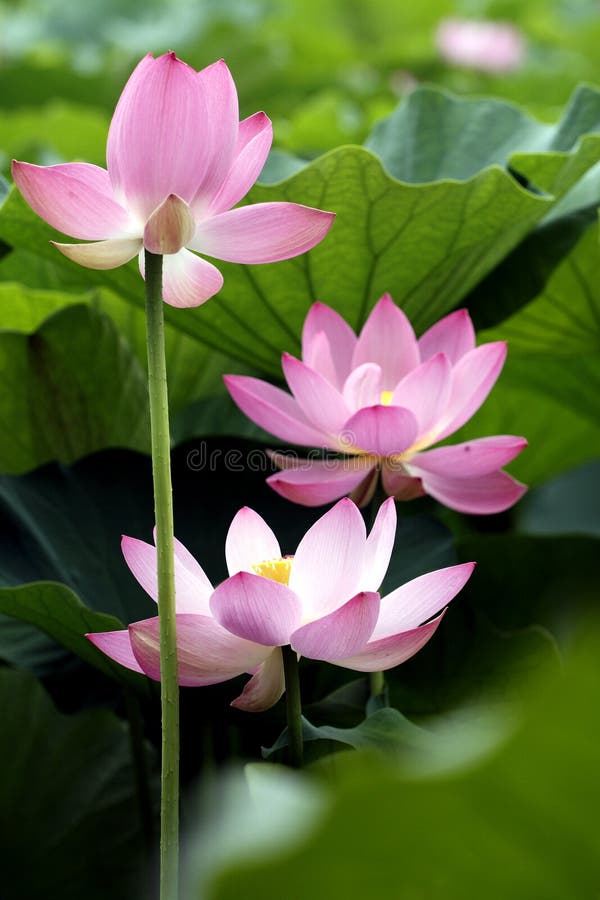 Lotus Lotus