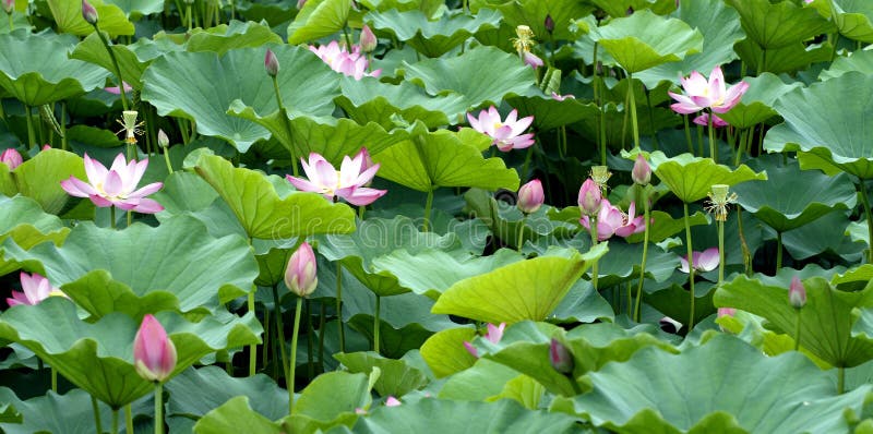 Lotus