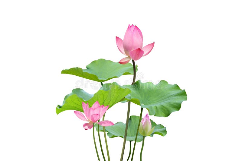 lotus fotos de stock lotus fotos de stock