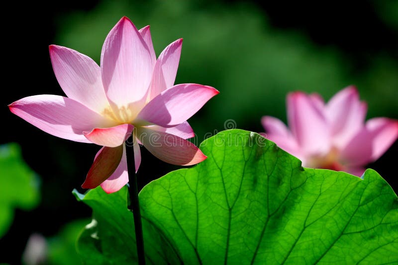 Lotus royalty free stock photography