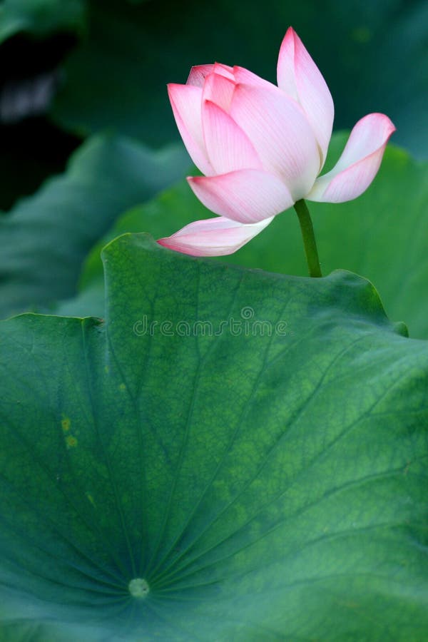 Lotus