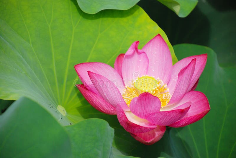 Lotus