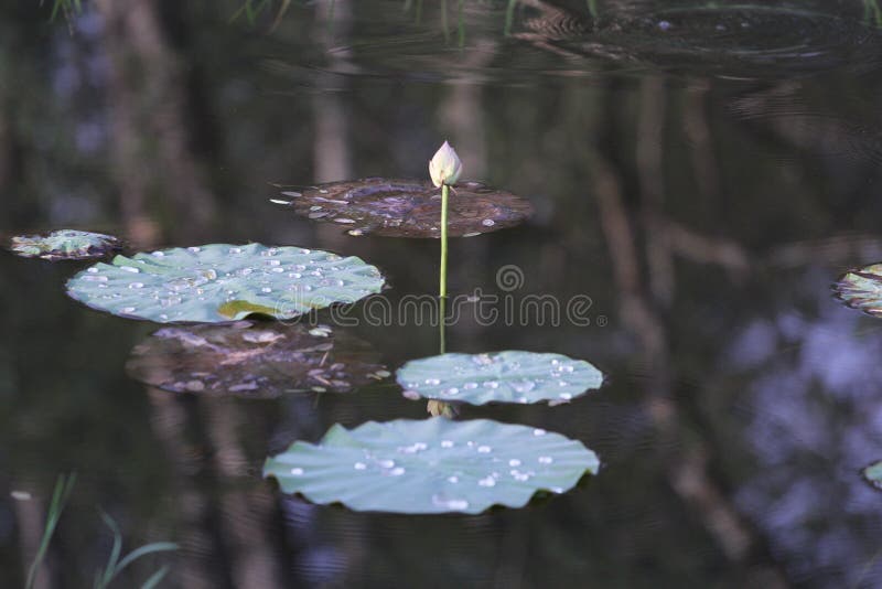 Baby lotus stock image. Image of river, pond, garden, wild 901695
