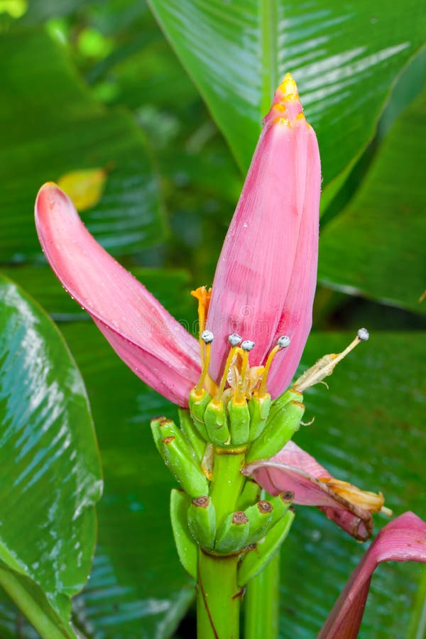 Lotus banana flower stock photo. Image of growing, fruit 23889048