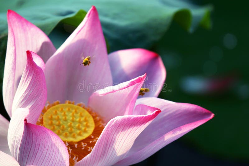 Lotus and bee