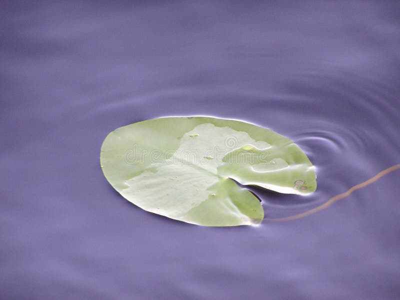 lotus leaf and Dark water of lake under sunlight with glare and reflections. lotus leaf and Dark water of lake under sunlight with glare and reflections