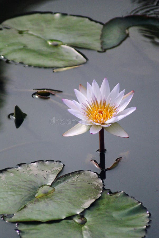 A white lotus flower in Xiamen Nanputuo Temple. A white lotus flower in Xiamen Nanputuo Temple