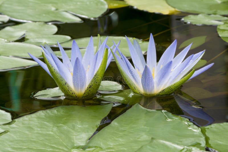 Lotus bleu de l'Egypte, Nymphaea Caerulea Waterlilies