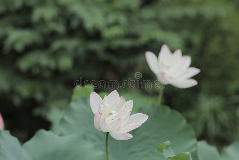 Lotus-bloem en Lotus-bloeminstallaties stock foto's Lotus-bloem en Lotus-bloeminstallaties stock foto's